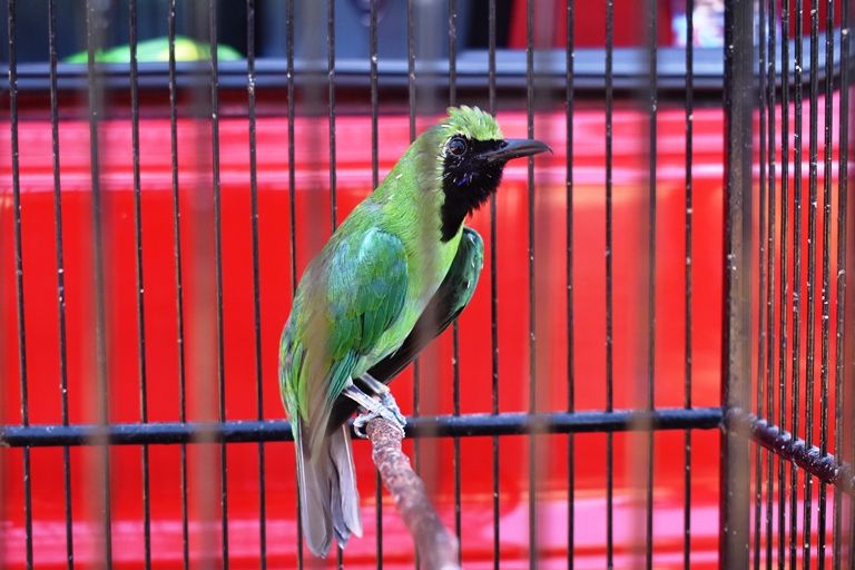 Detail Suara Burung C Ijo Nomer 52