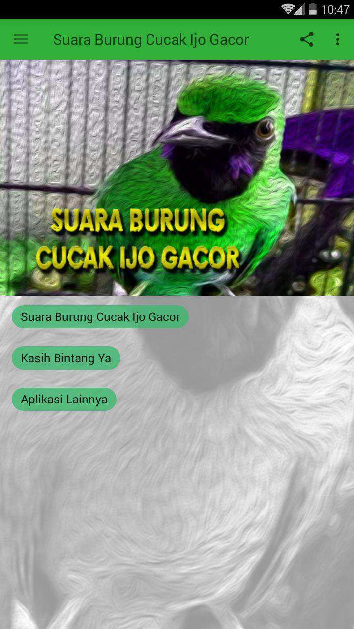 Detail Suara Burung C Ijo Nomer 53