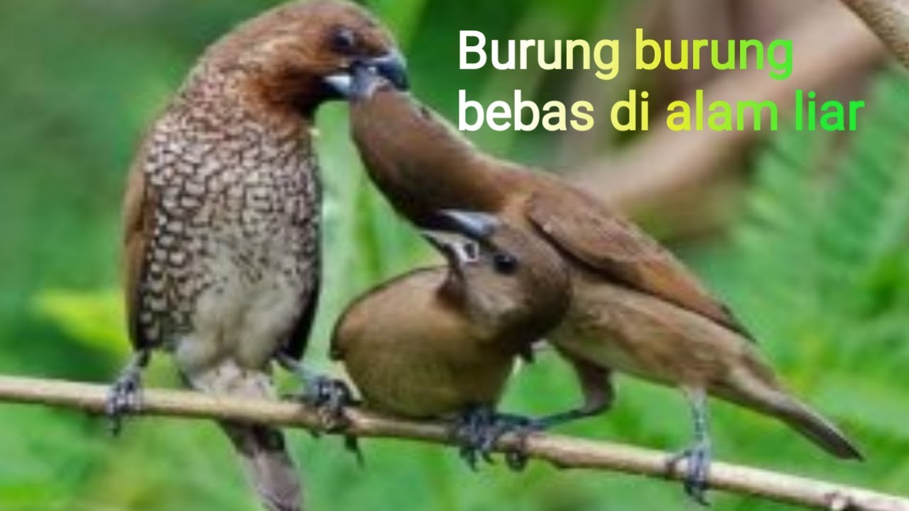 Detail Suara Burung Di Alam Bebas Nomer 2