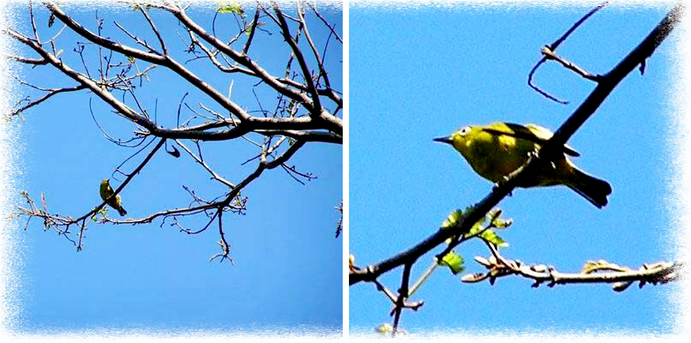 Detail Suara Burung Di Alam Bebas Nomer 19