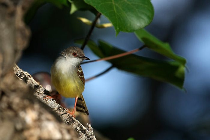 Detail Suara Burung Di Alam Bebas Nomer 30