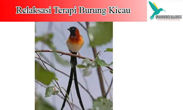 Detail Suara Burung Di Alam Bebas Nomer 6