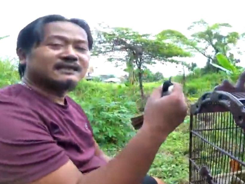 Detail Suara Burung Di Alam Bebas Nomer 43