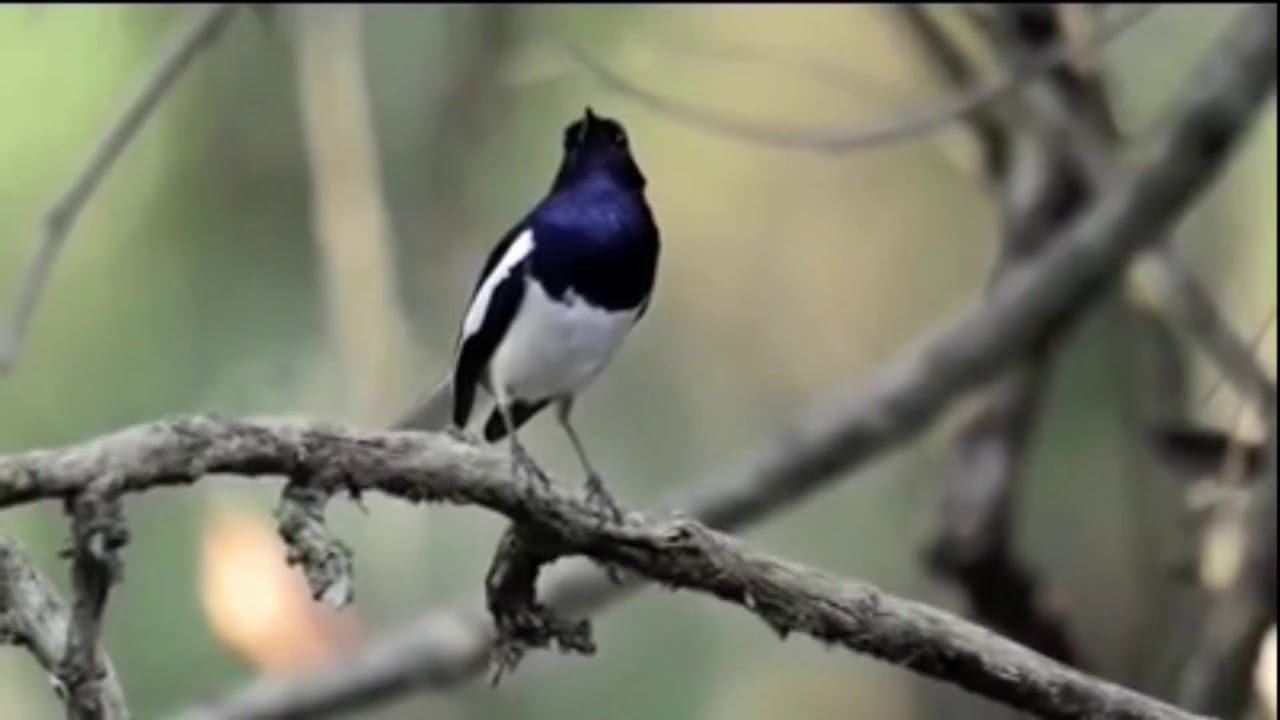 Detail Suara Burung Di Alam Bebas Nomer 9