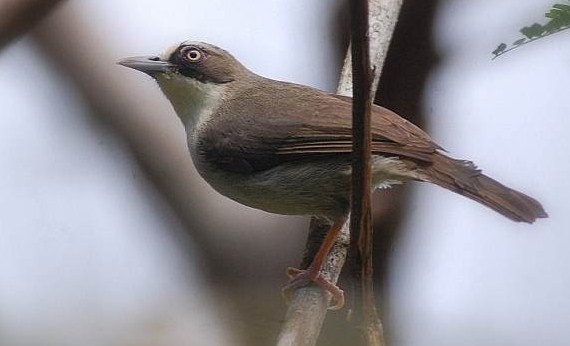 Detail Suara Burung Peor Nomer 2