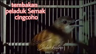 Detail Suara Burung Peor Nomer 22