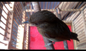 Detail Suara Burung Peor Nomer 26