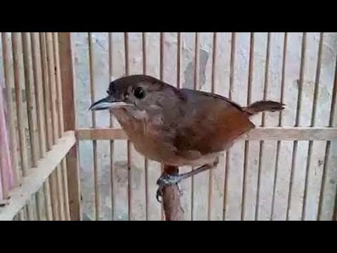 Detail Suara Burung Peor Nomer 6