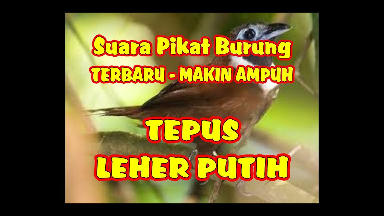 Detail Suara Burung Peor Nomer 53