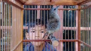 Detail Suara Burung Peor Nomer 8