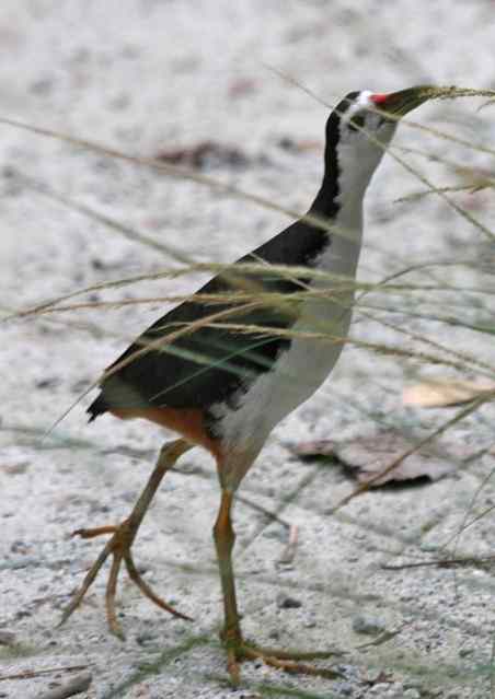 Detail Suara Burung Sribombok Nomer 13