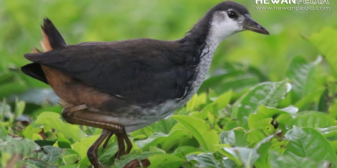 Detail Suara Burung Sribombok Nomer 14