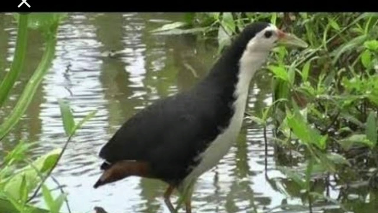 Detail Suara Burung Sribombok Nomer 2