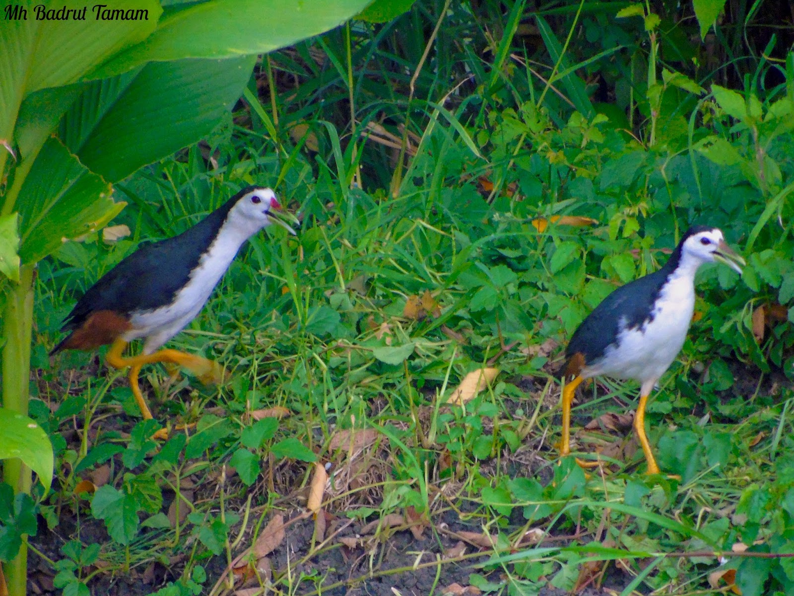 Detail Suara Burung Sribombok Nomer 24