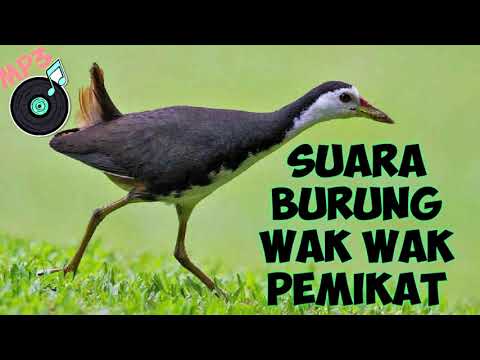 Detail Suara Burung Sribombok Nomer 25