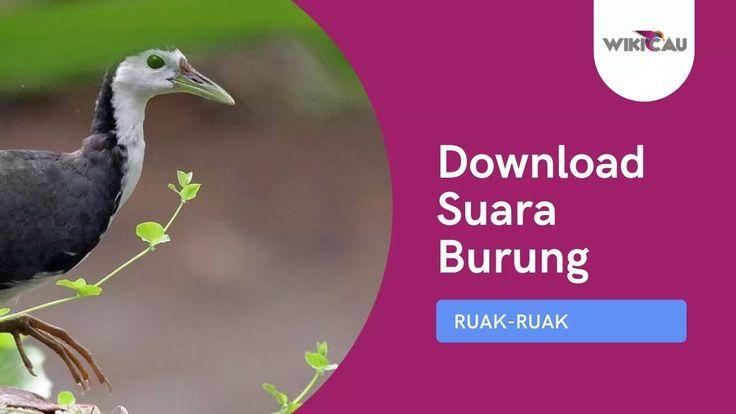 Detail Suara Burung Sribombok Nomer 37