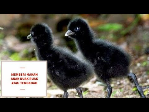 Detail Suara Burung Sribombok Nomer 39