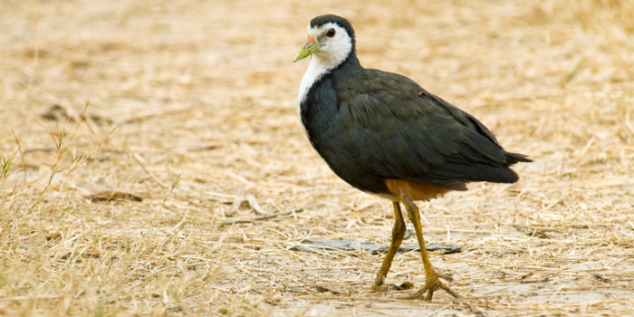 Detail Suara Burung Sribombok Nomer 43