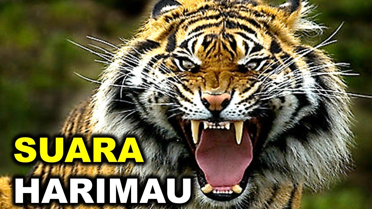 Detail Suara Harimau Mengaung Nomer 2