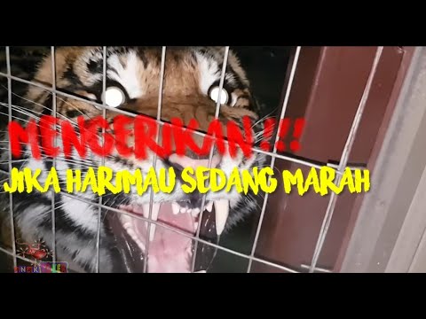 Detail Suara Harimau Mengaung Nomer 18