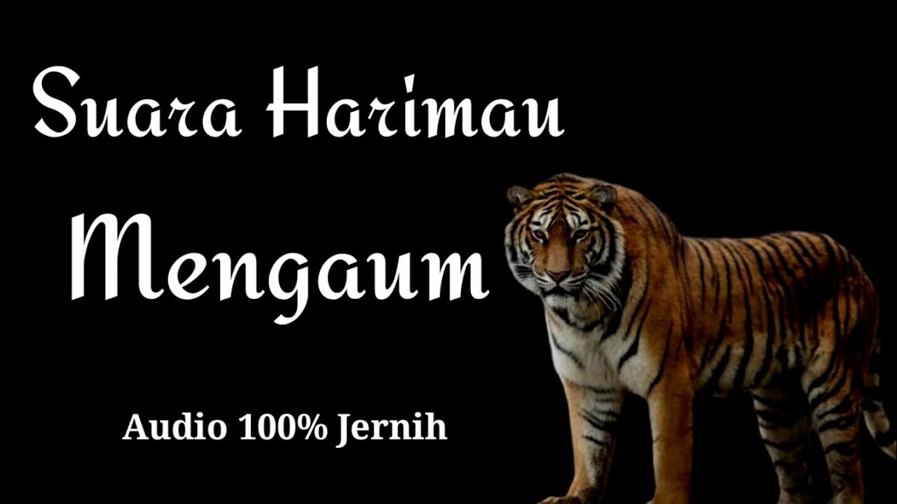 Detail Suara Harimau Mengaung Nomer 4