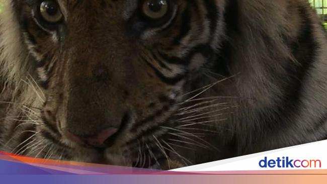 Detail Suara Harimau Mengaung Nomer 32