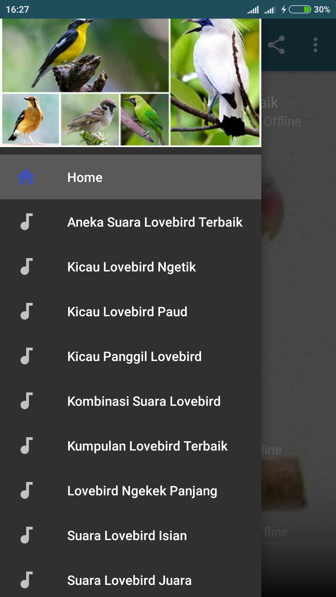 Detail Suara Lovebird Paud Nomer 24