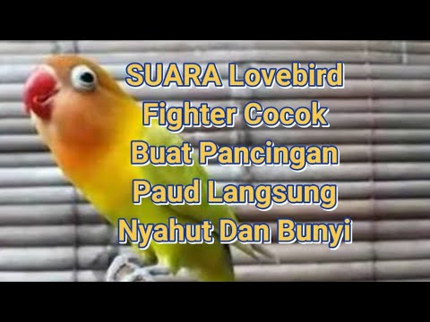 Detail Suara Lovebird Paud Nomer 4