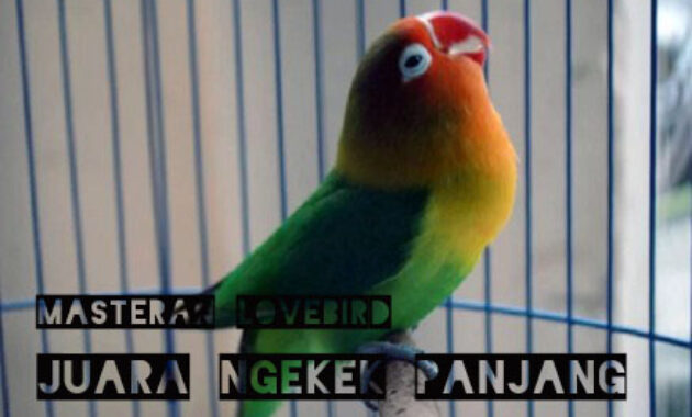 Detail Suara Lovebird Paud Nomer 34