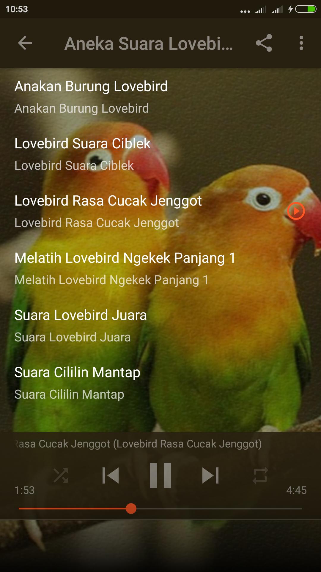 Detail Suara Lovebird Paud Nomer 35