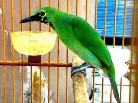 Suara Murai Daun Jantan - KibrisPDR