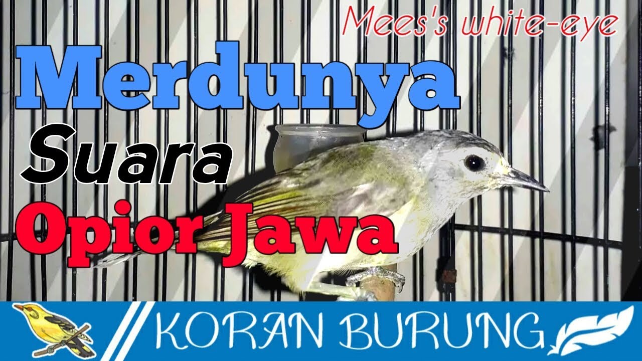 Download Suara Opior Jawa Betina Nomer 22
