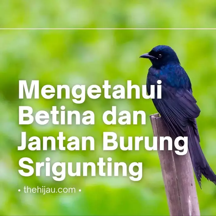 Detail Suara Srigunting Jantan Nomer 40