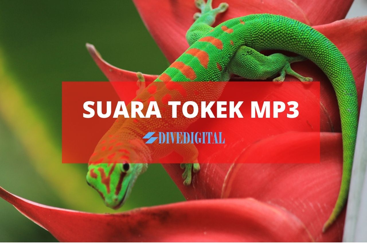 Detail Suara Tokek Rumah Nomer 7