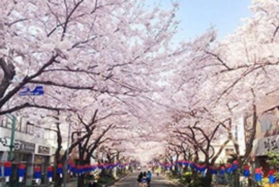 Detail Suasana Musim Semi Di Korea Nomer 25