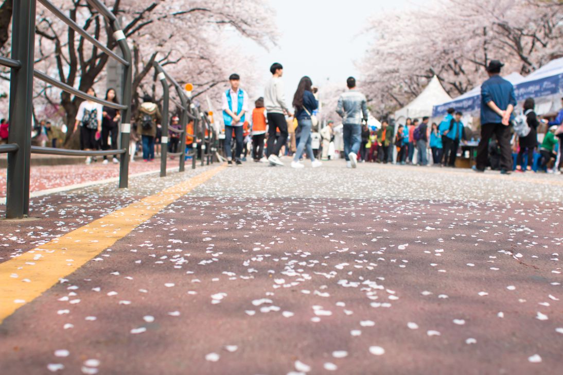 Detail Suasana Musim Semi Di Korea Nomer 36