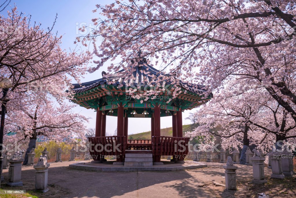 Detail Suasana Musim Semi Di Korea Nomer 47