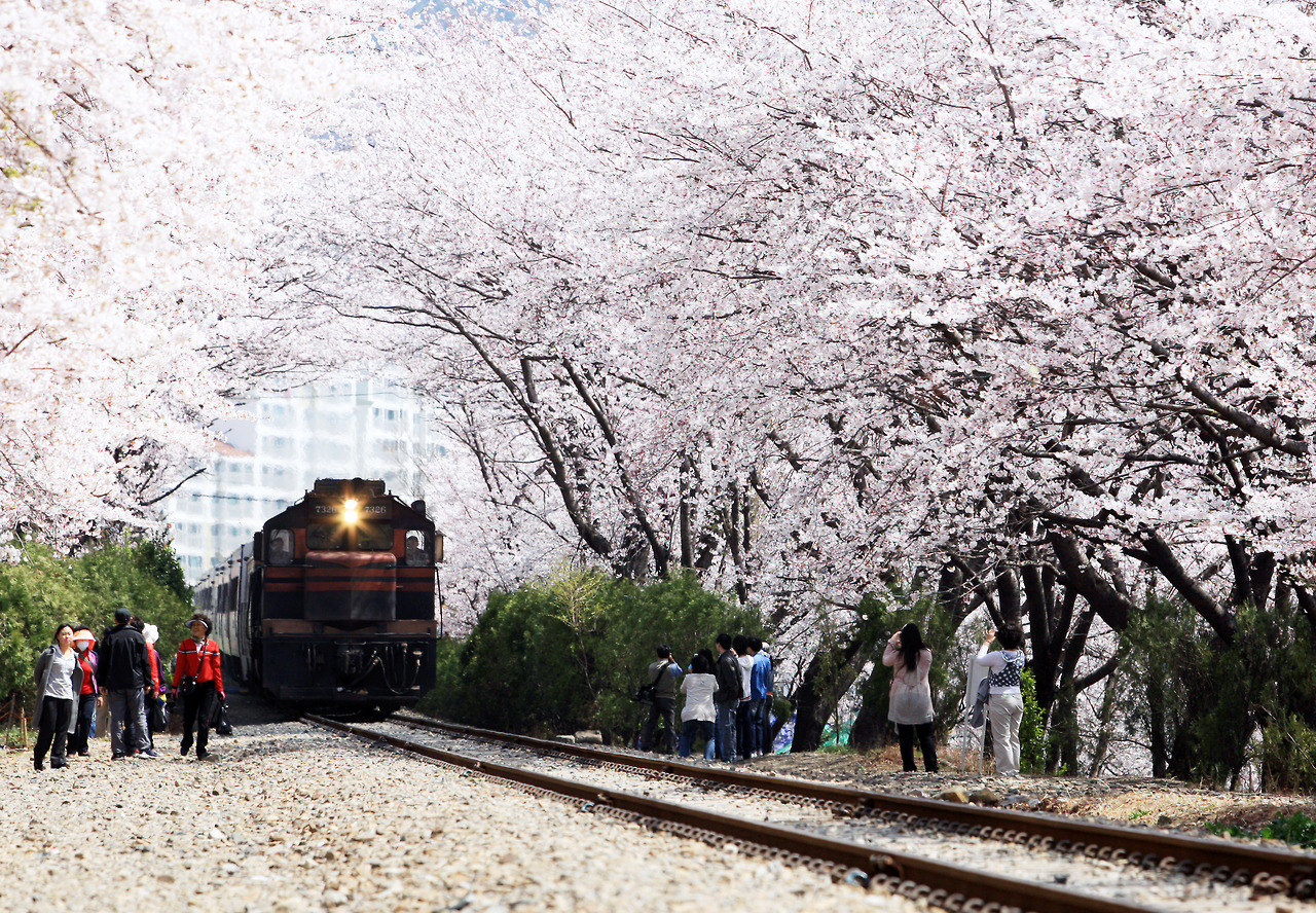 Detail Suasana Musim Semi Di Korea Nomer 7