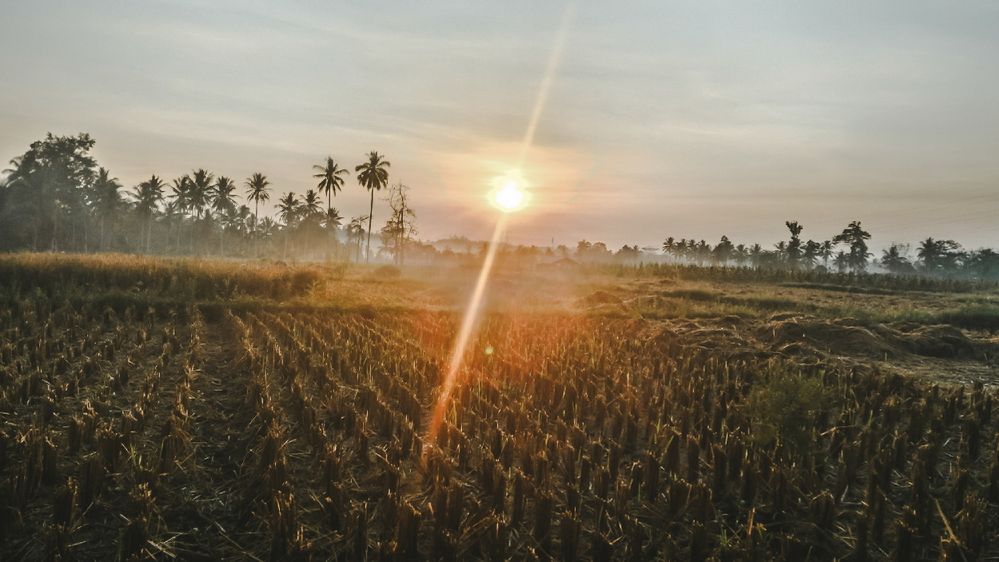 Suasana Pagi Di Desa - KibrisPDR