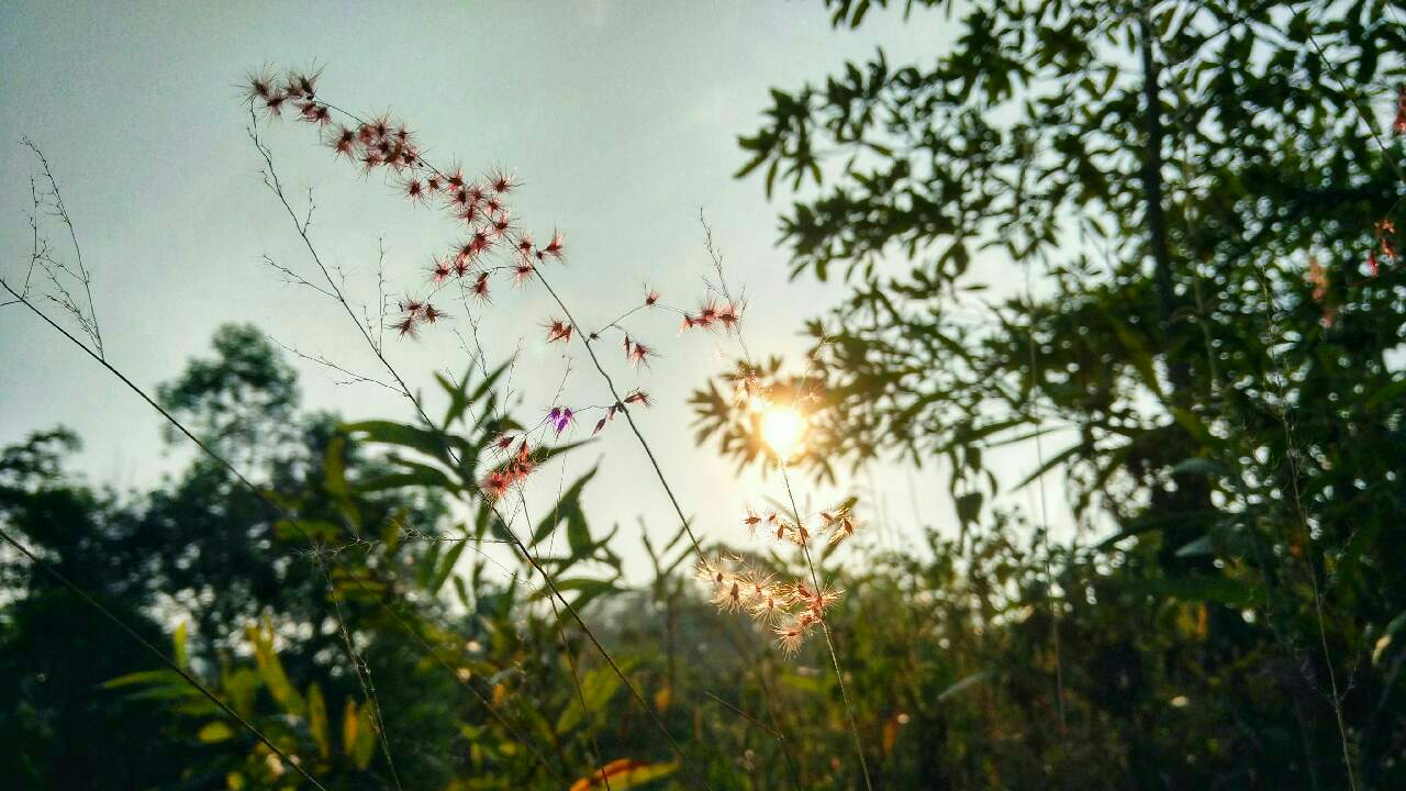 Detail Suasana Pagi Hari Nomer 4