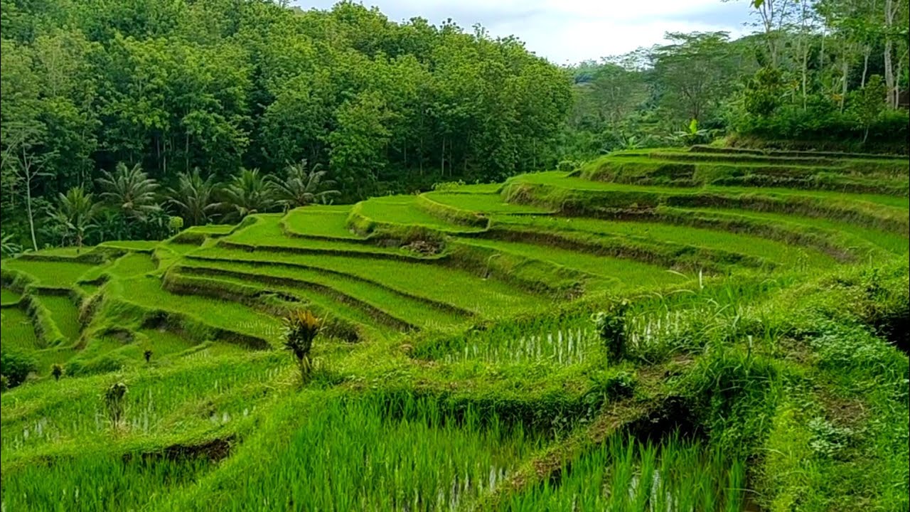 Detail Suasana Pedesaan Di Indonesia Nomer 10