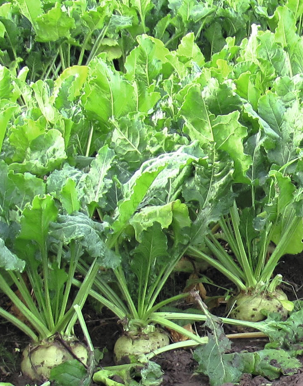 Detail Sugar Beets Images Nomer 39