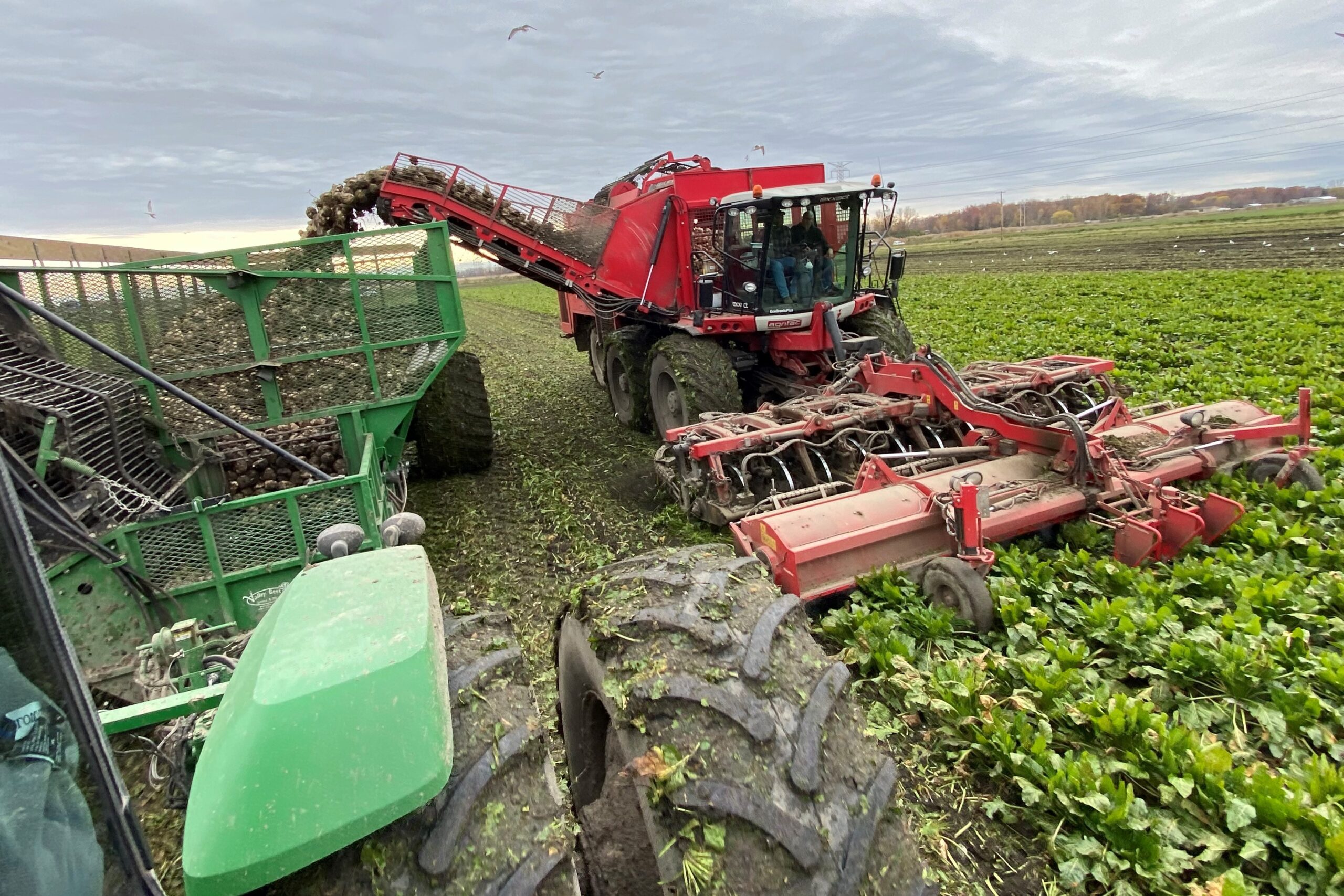 Detail Sugar Beets Images Nomer 43