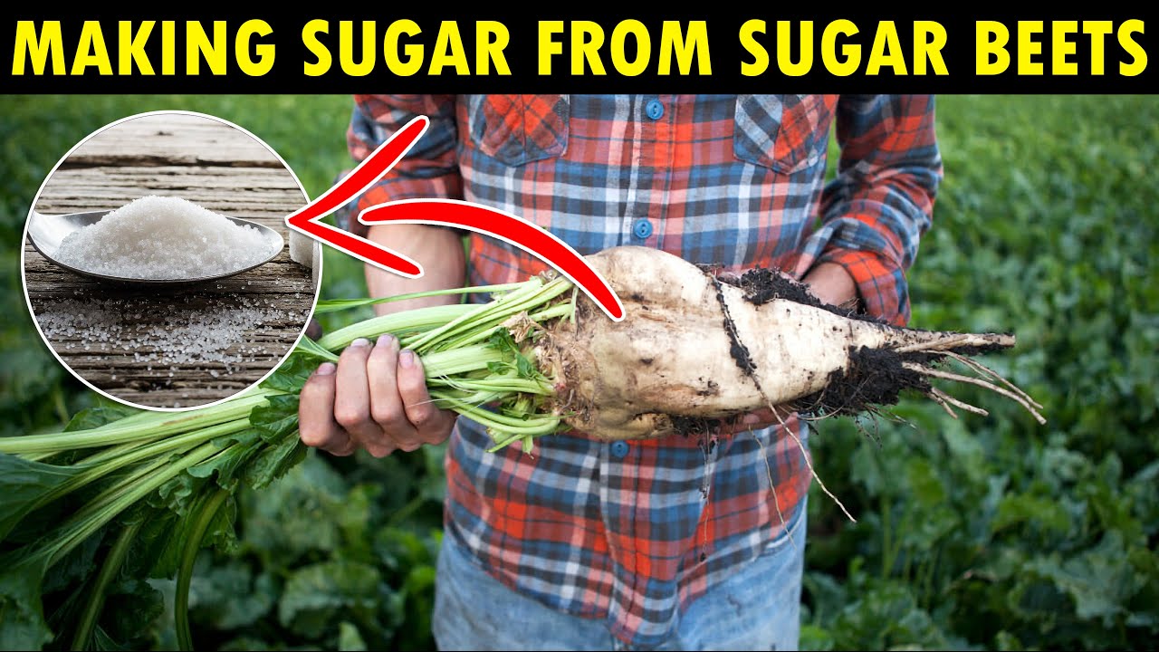 Detail Sugar Beets Images Nomer 8