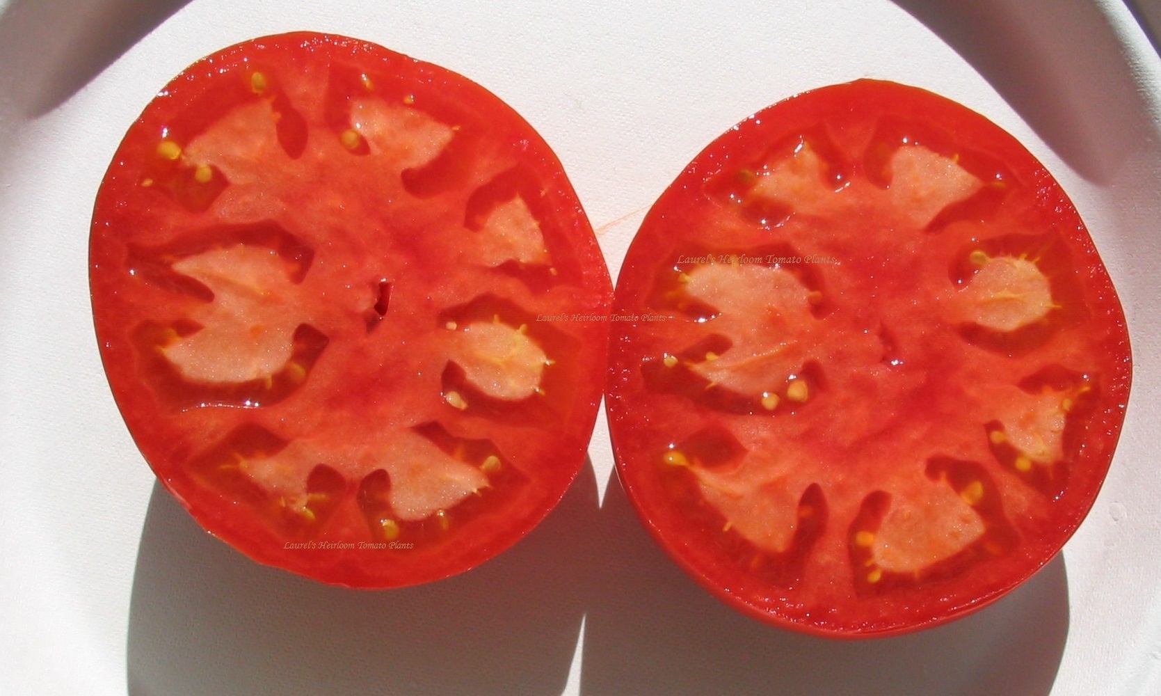Detail Sugar Bomb Tomato Seeds Nomer 23