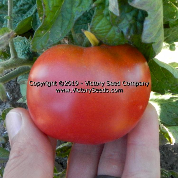 Detail Sugar Bomb Tomato Seeds Nomer 30