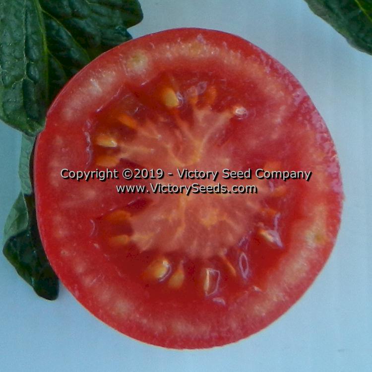 Detail Sugar Bomb Tomato Seeds Nomer 35