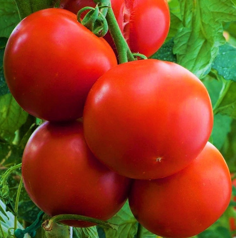 Detail Sugar Bomb Tomato Seeds Nomer 37