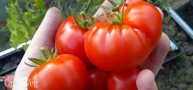 Detail Sugar Bomb Tomato Seeds Nomer 39