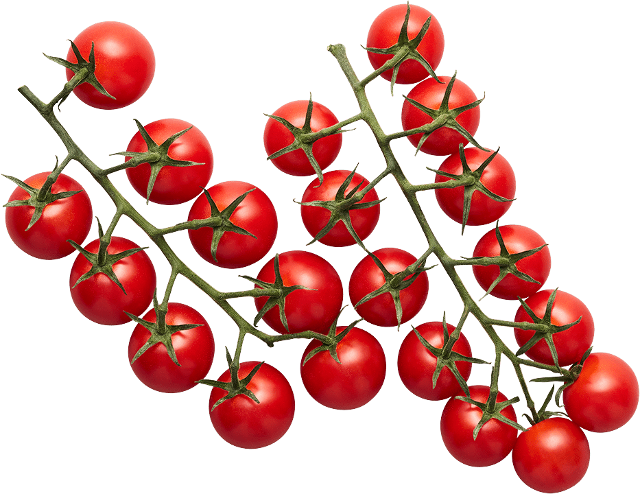 Detail Sugar Bomb Tomato Seeds Nomer 6